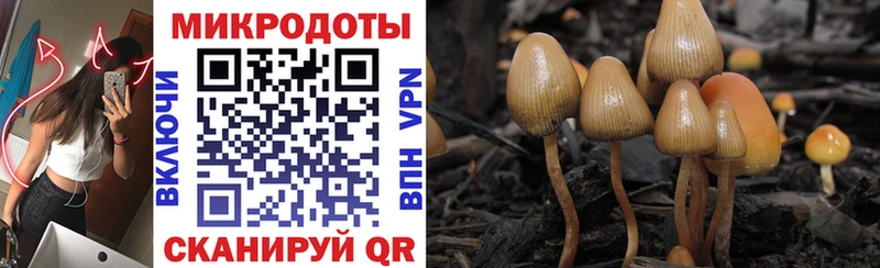 kraken как войти  Юрьев-Польский  Галлюциногенные грибы Cubensis 